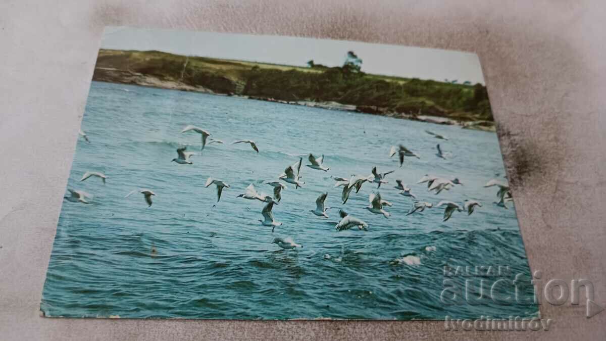 Postcard Black Sea Coast 1987