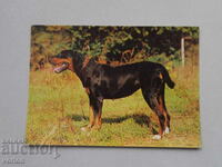 Картичка куче Българско лудогорско гонче.