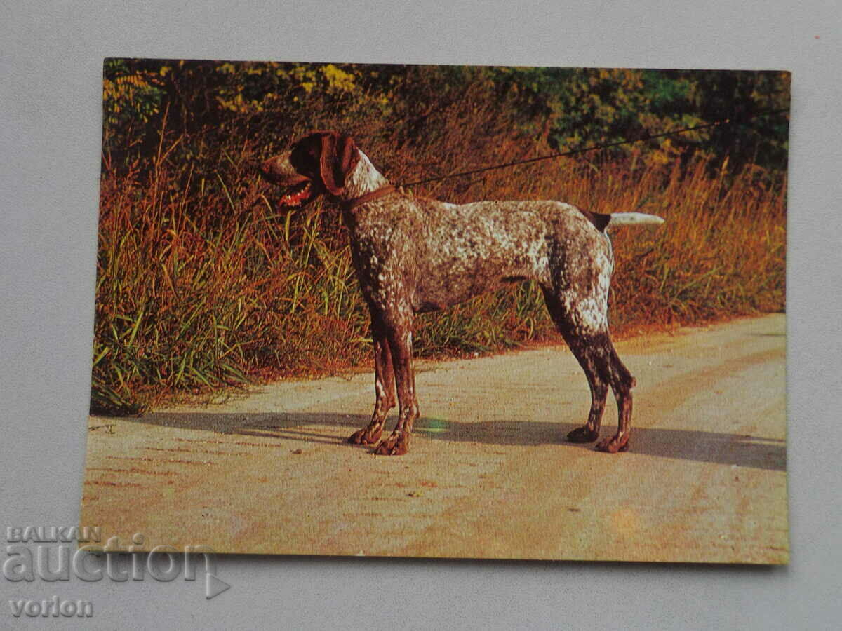 Card: German-bred dog.