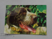 Картичка: куче Дратхаар.