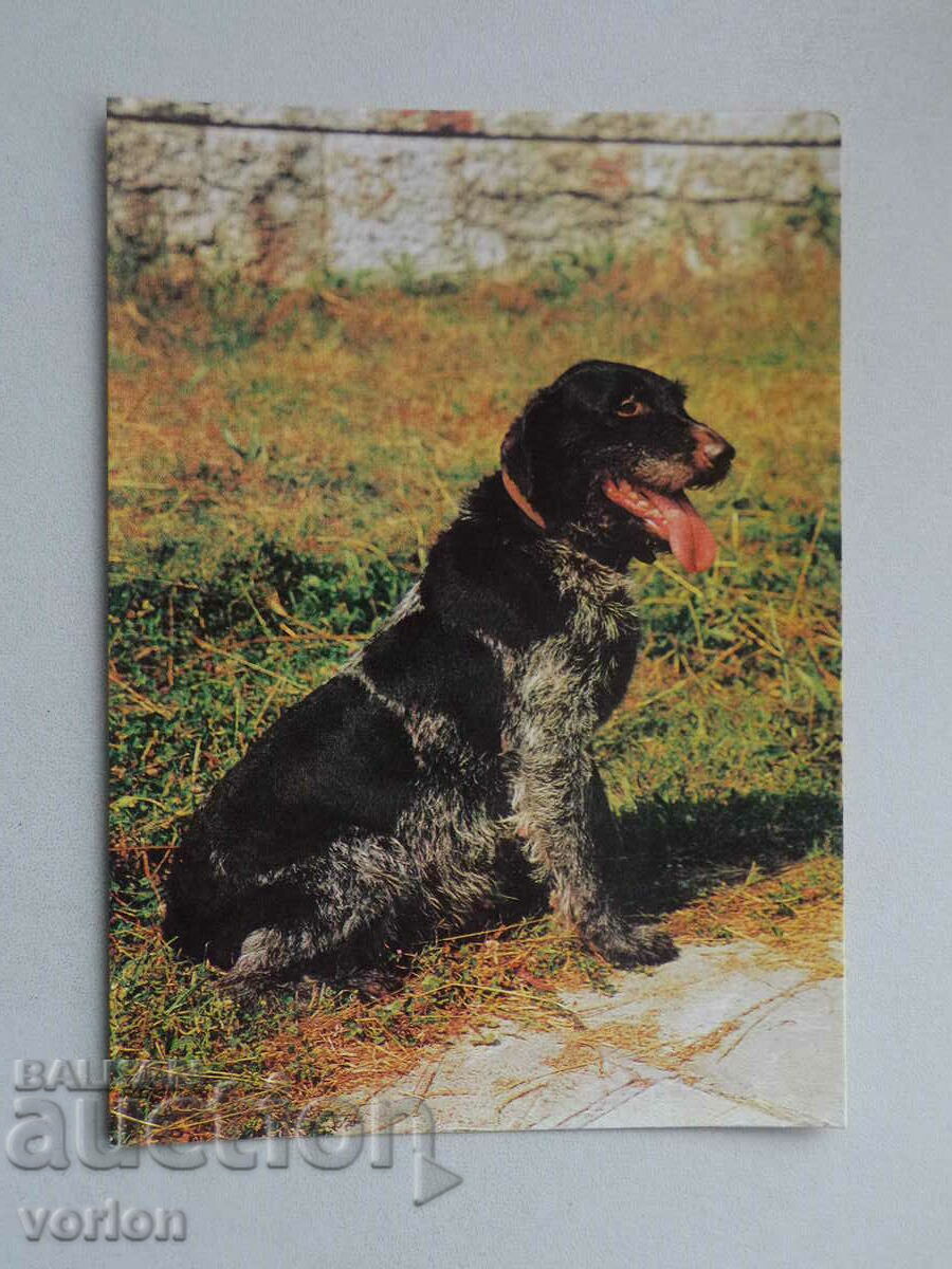 Card: Câine Drathaar.