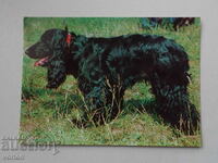 Картичка: куче Кокер шпаньол.