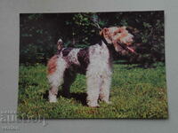 Card: Fox Terrier dog.