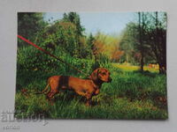 Card: Dachshund dog.