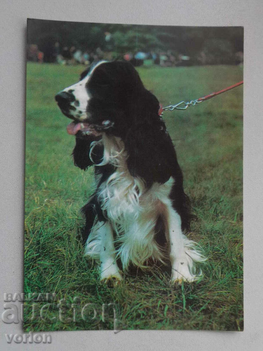 Card: Cocker spaniel dog.