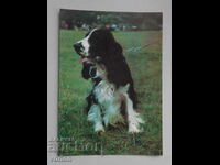 Картичка: куче Кокер шпаньол.