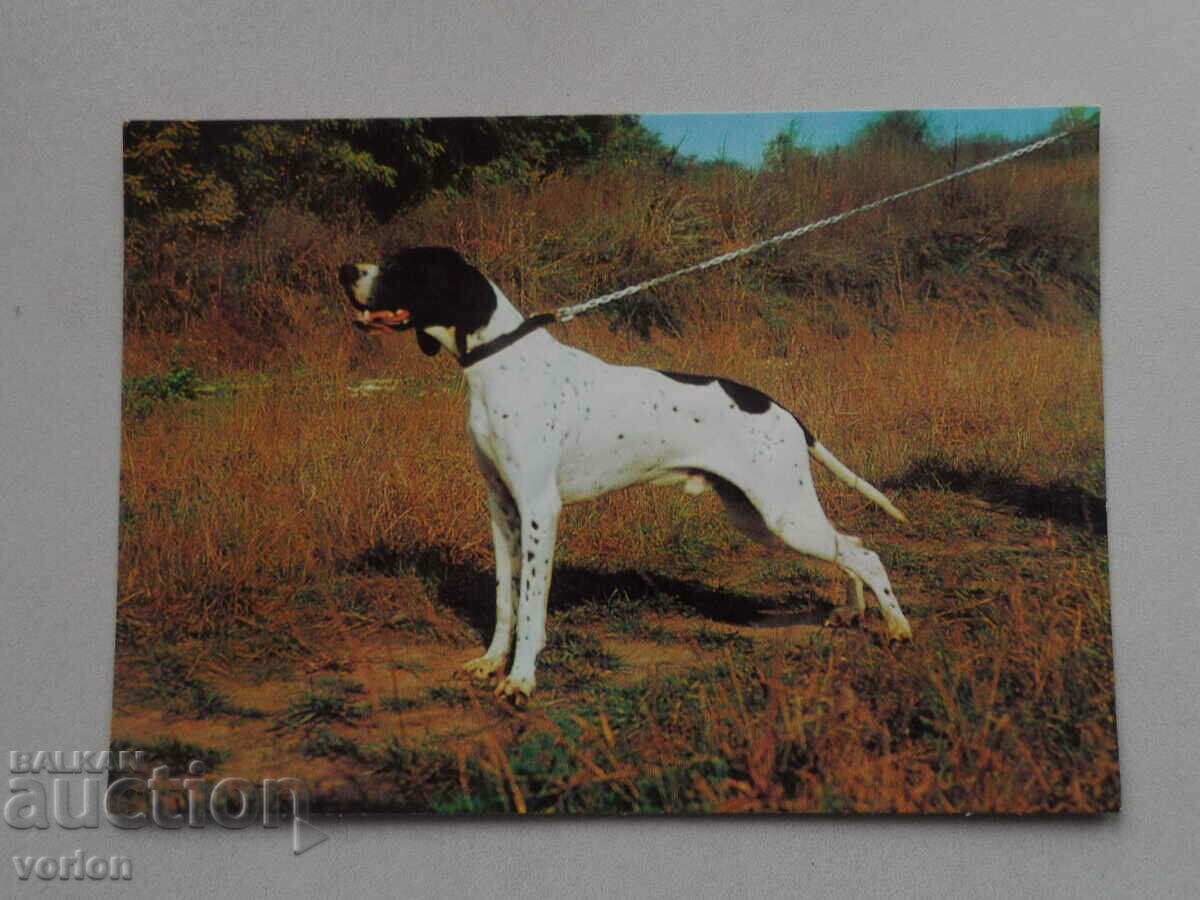 Картичка: куче Пойнтер.
