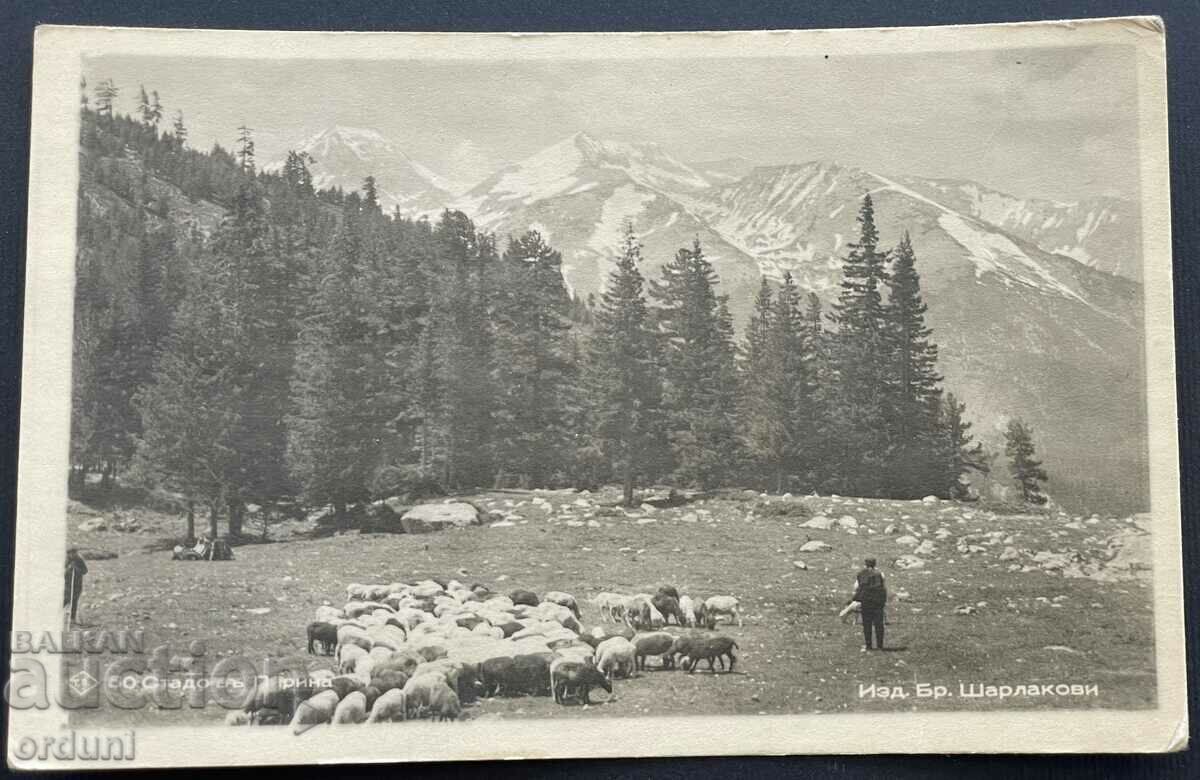 3342 Царство България Пирин стадо овце 1946г. Пасков