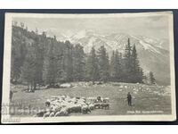 3342 Kingdom of Bulgaria Pirin flock of sheep 1946 Paskov