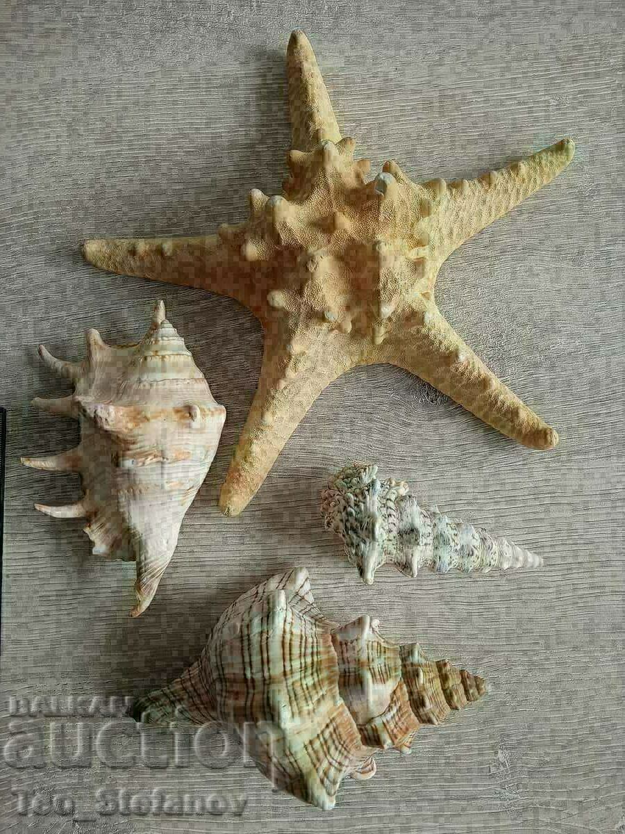 Beautiful sea shells and starfish