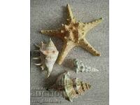 Beautiful sea shells and starfish