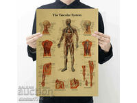Poster poster Blood system 50.5/35cm.