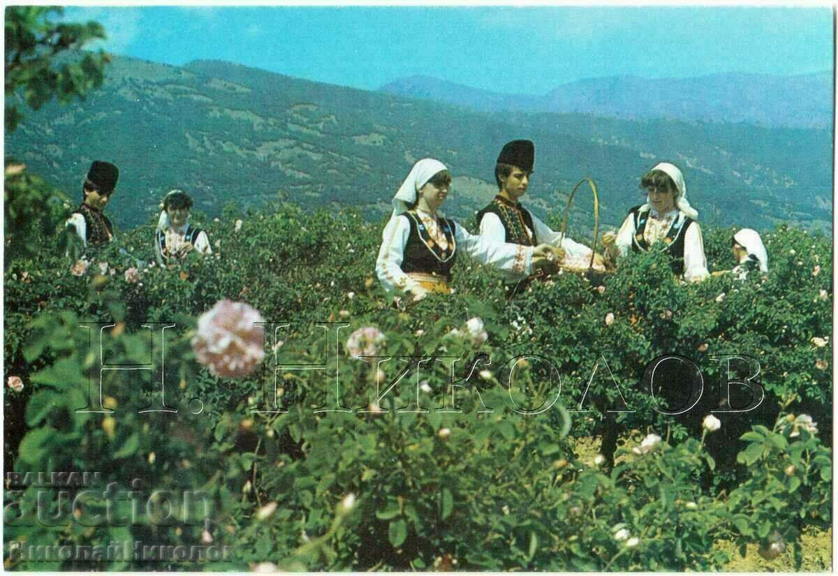 OLD CARD KAZANLUK ROSEBER G234