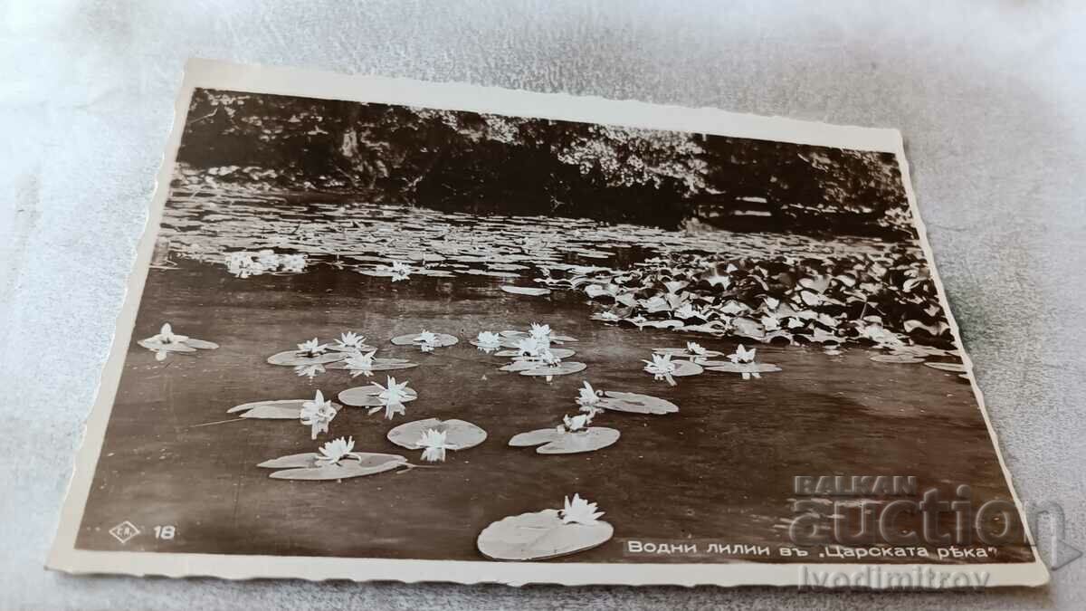 Postcard Water lilies in the Tsar's river Gr. Easter