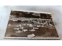 Postcard Water lilies in the Tsar's river Gr. Easter