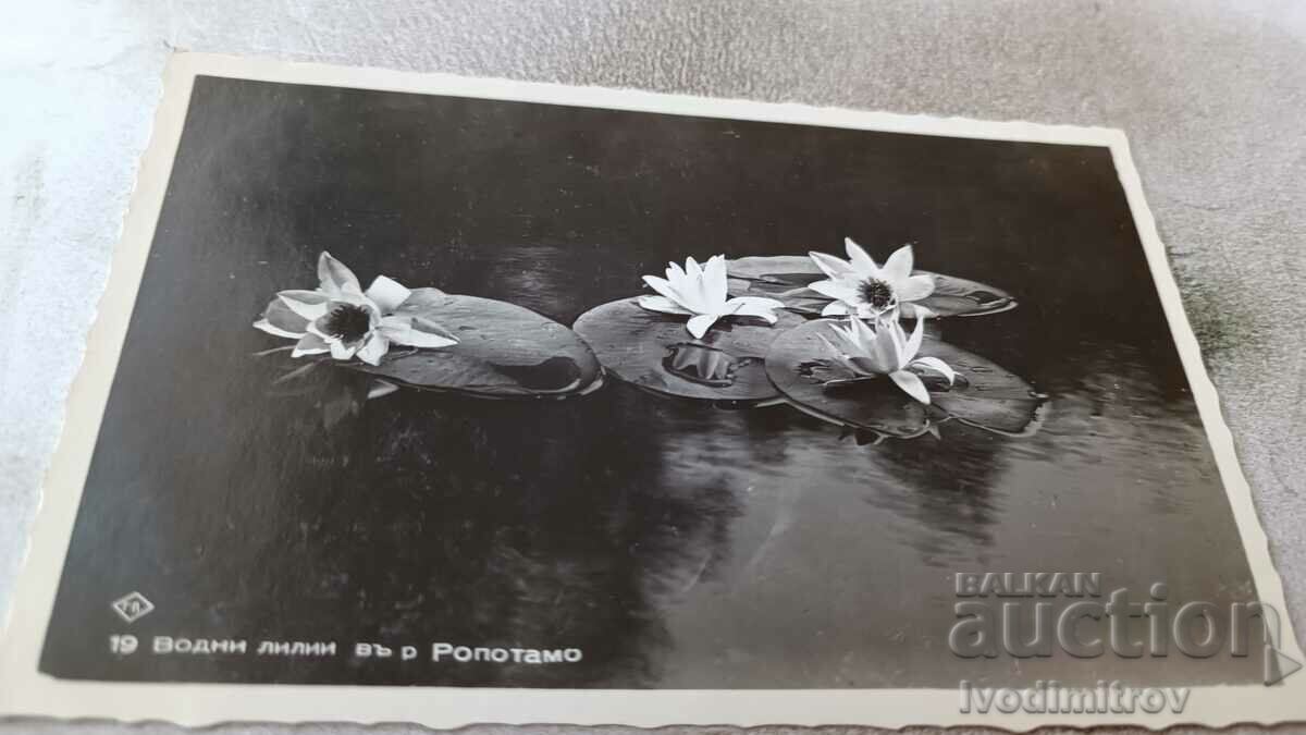 Καρτ ποστάλ Νούφαρα στον ποταμό Ropotamo 1938