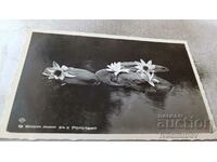 Пощенска картичка Водни лилии въ река Ропотамо 1938