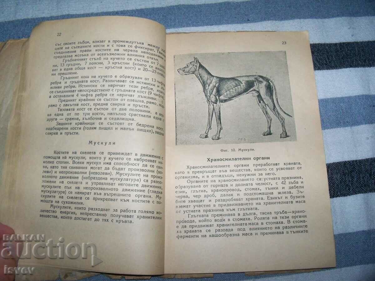 "Hunting Dogs" edition 1949. - 6