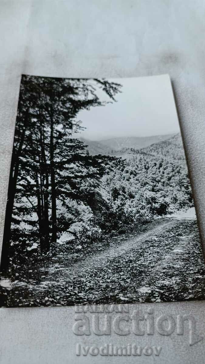 Carte poștală Berkovitsa Vedere a Muntelui Kom 1960