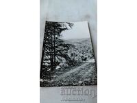 Пощенска картичка Берковица Изглед към връх Ком 1960
