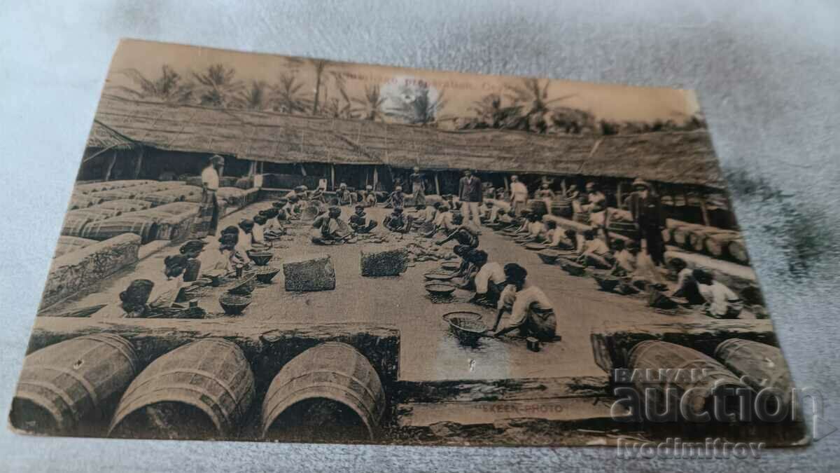 Пощенска картичка Ceylon Plumbago Preparion 1915
