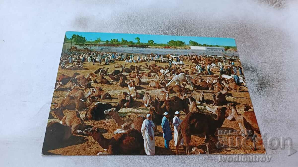 Postcard Tripoli Camels Market