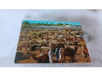 Postcard Tripoli Camels Market