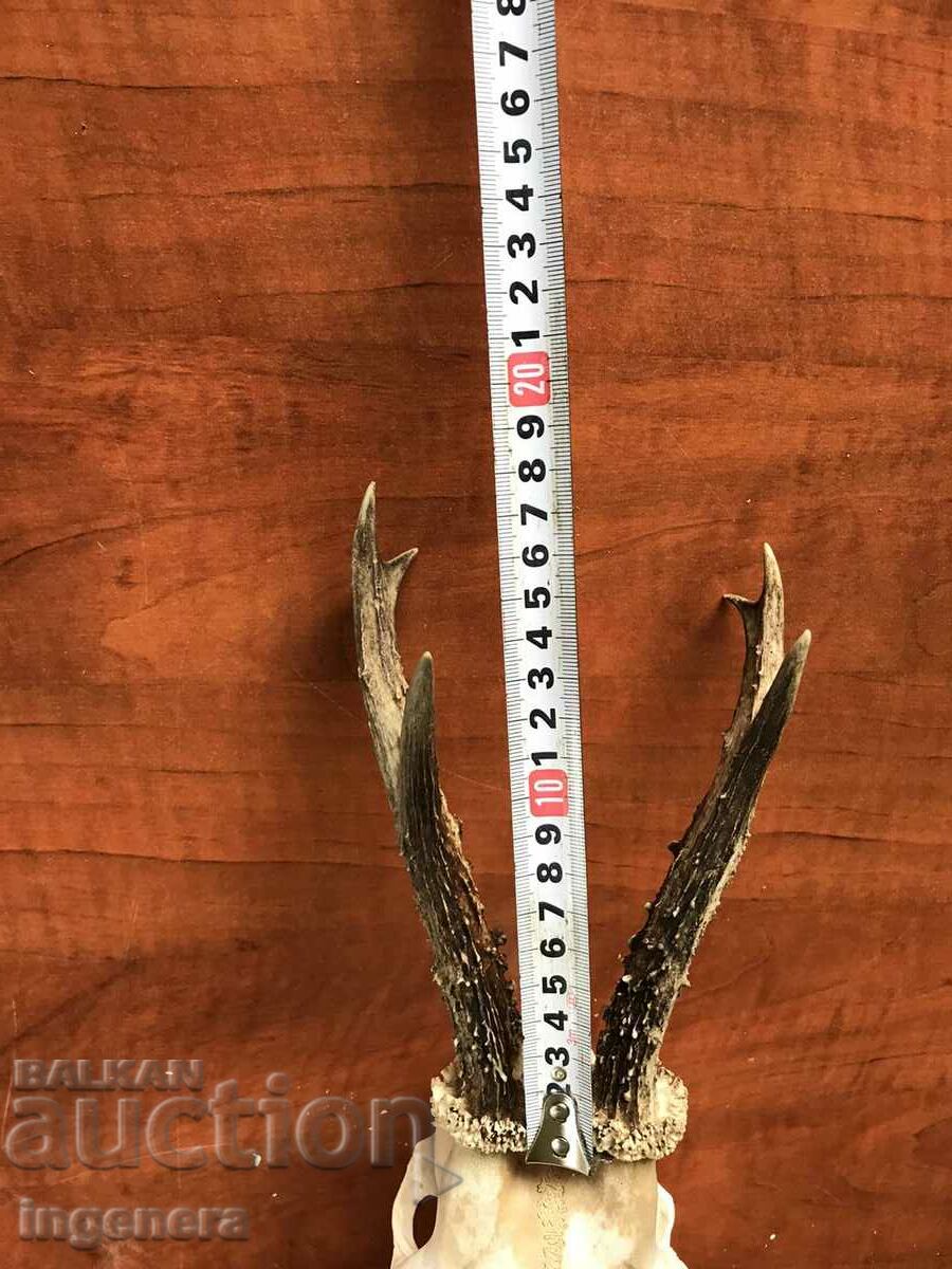 ROG ROGA SRONDAK SRONDAK TROPHY LARGE PEARLS with price 69.00 BGN | € 35.28 ROG ROGA SRONDAK SRONDAK TROPHY LARGE PEARLS with price 69.00 BGN | € 35.28