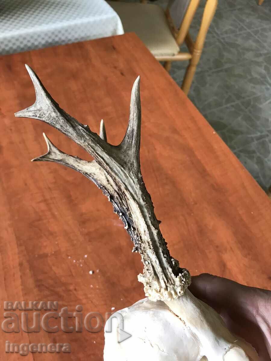 Auction ROG ROGA SRONDAK SRONDAK TROPHY LARGE PEARLS Auction ROG ROGA SRONDAK SRONDAK TROPHY LARGE PEARLS