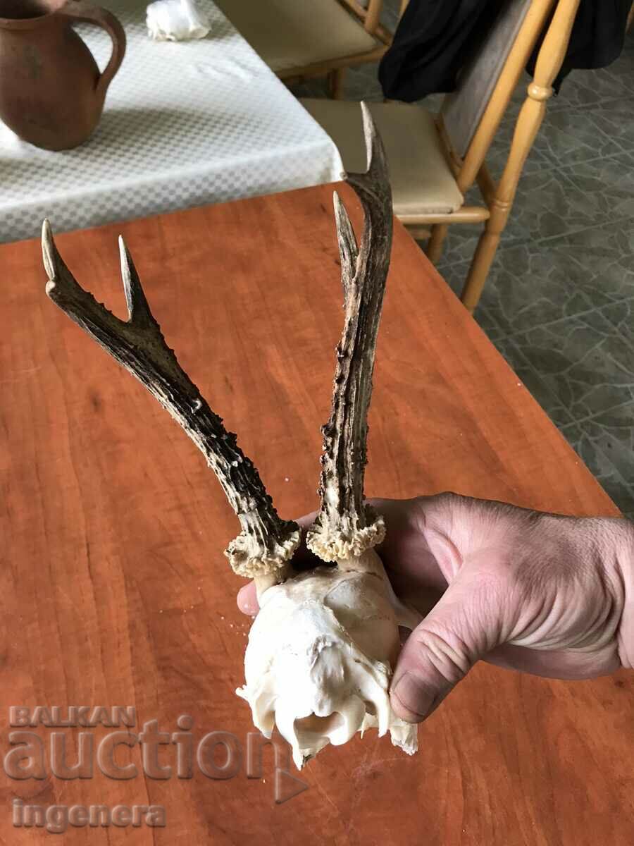 Delivery of ROG ROGA SRONDAK SRONDAK TROPHY LARGE PEARLS Delivery of ROG ROGA SRONDAK SRONDAK TROPHY LARGE PEARLS