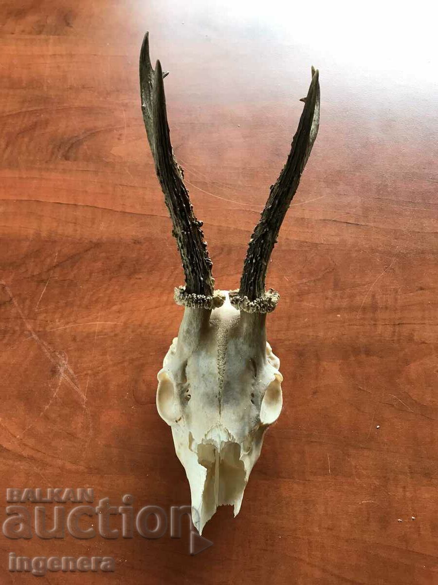 ROG ROGA SRONDAK SRONDAK TROPHY LARGE PEARLS - 5 ROG ROGA SRONDAK SRONDAK TROPHY LARGE PEARLS - 5