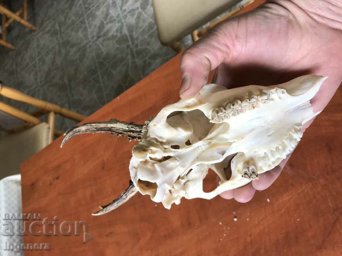 ROG ROGA SRONDAK SRONDAK TROPHY LARGE PEARLS - 6 ROG ROGA SRONDAK SRONDAK TROPHY LARGE PEARLS - 6