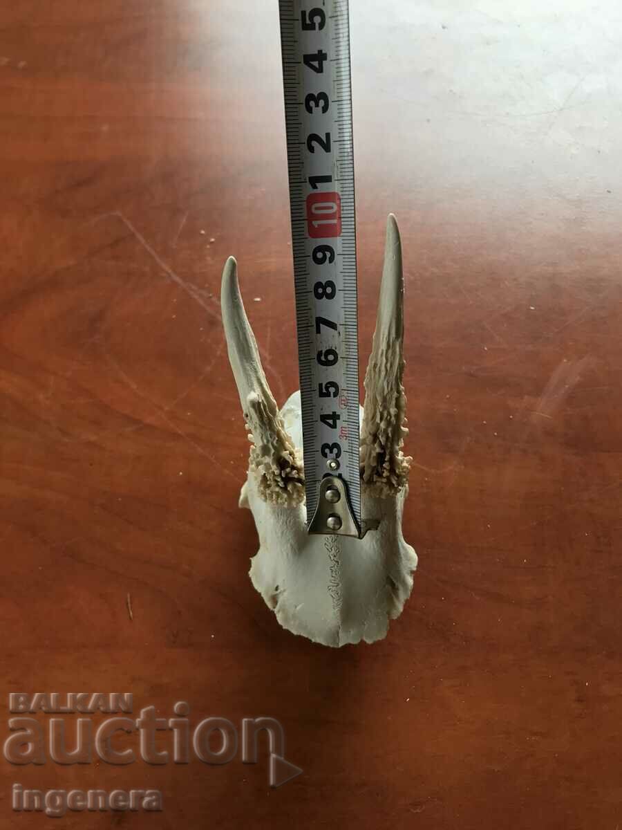 COARN COARNE ROUNDAK ROUNDAK CRANIU cu preț 34.00 BGN | € 17.38