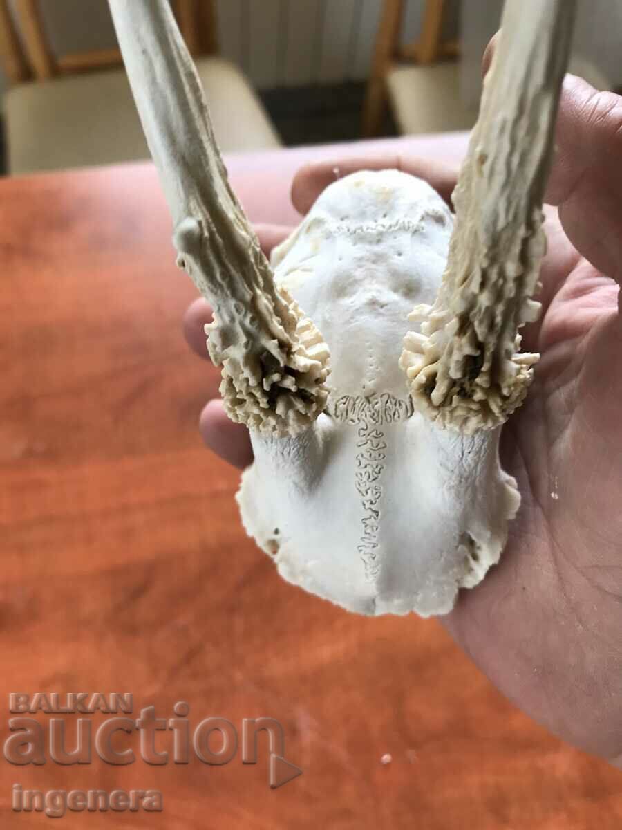 Licitație COARN COARNE ROUNDAK ROUNDAK CRANIU