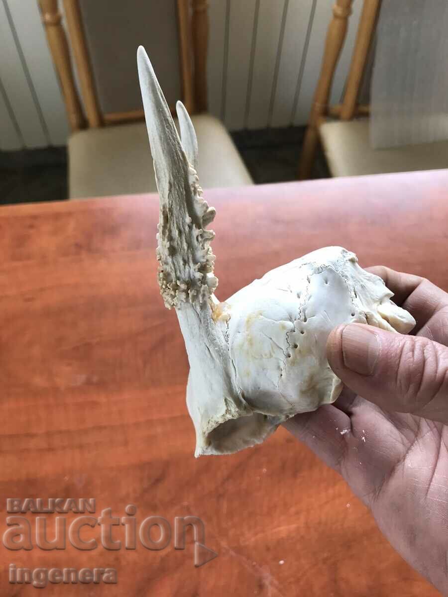 Livrarea COARN COARNE ROUNDAK ROUNDAK CRANIU