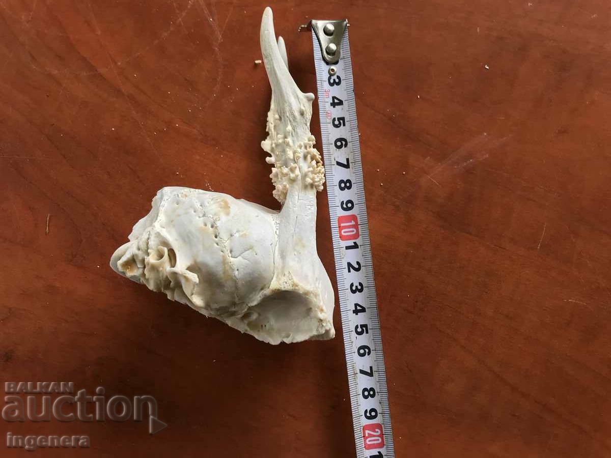 COARN COARNE ROUNDAK ROUNDAK CRANIU - 5