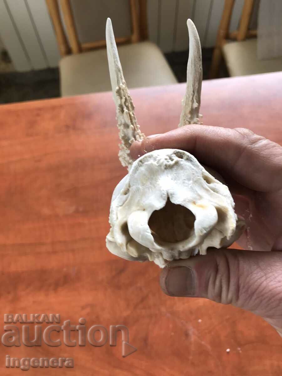 COARN COARNE ROUNDAK ROUNDAK CRANIU - 6