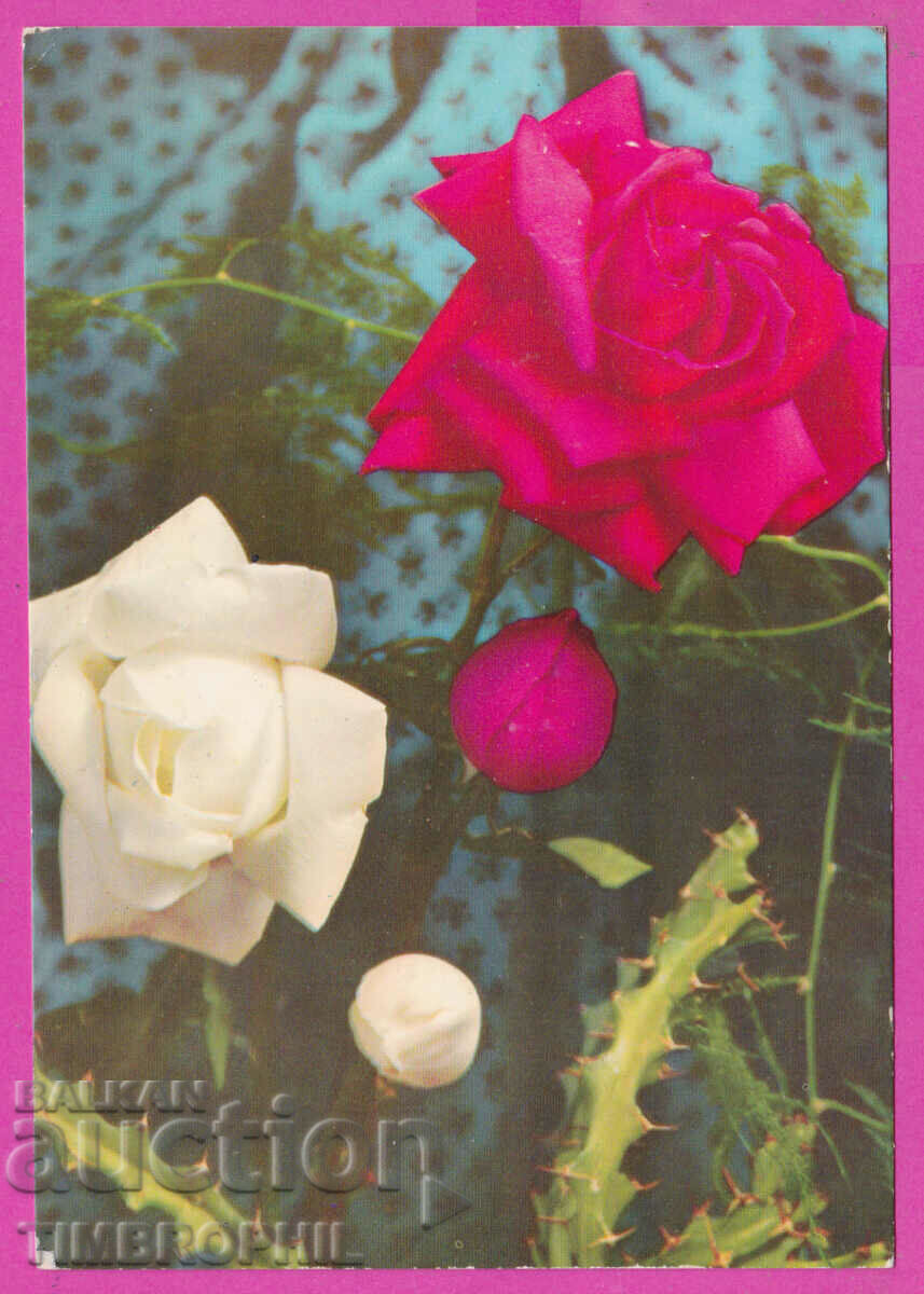 291649 / Sofia City Committee for the Protection of Peace, flowers with price 3.00 BGN | € 1.53