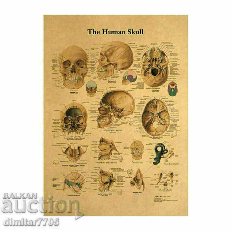Αφίσα Skull 50,5/35cm.