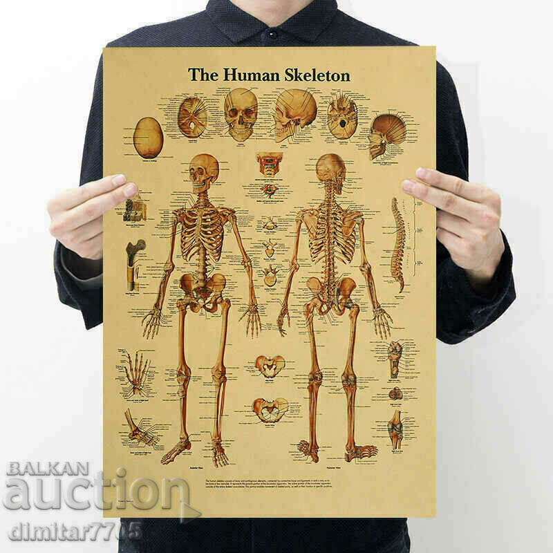 Poster poster Skeleton 42/29cm.