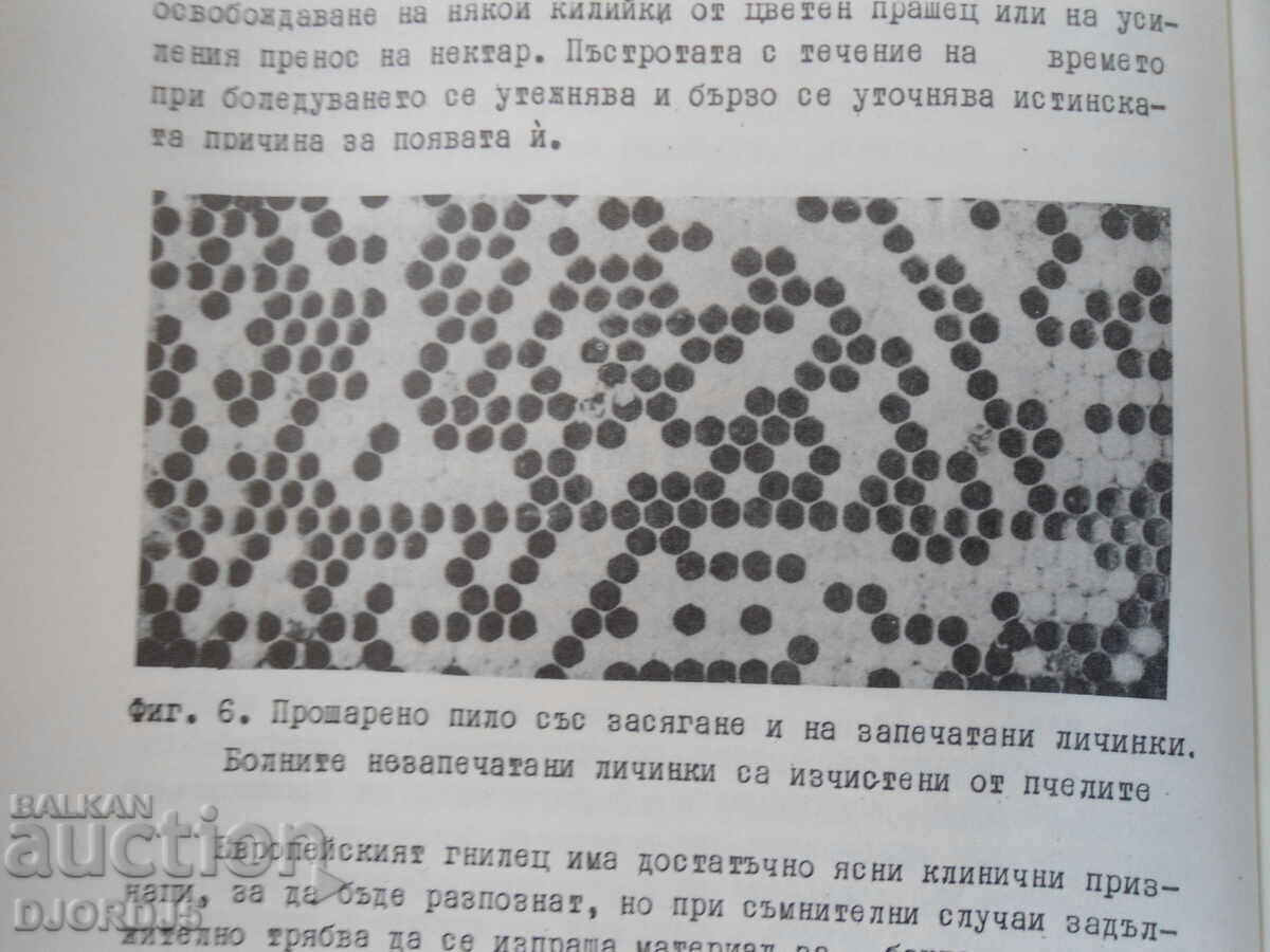 Delivery of Rotting diseases of the bee brood Delivery of Rotting diseases of the bee brood