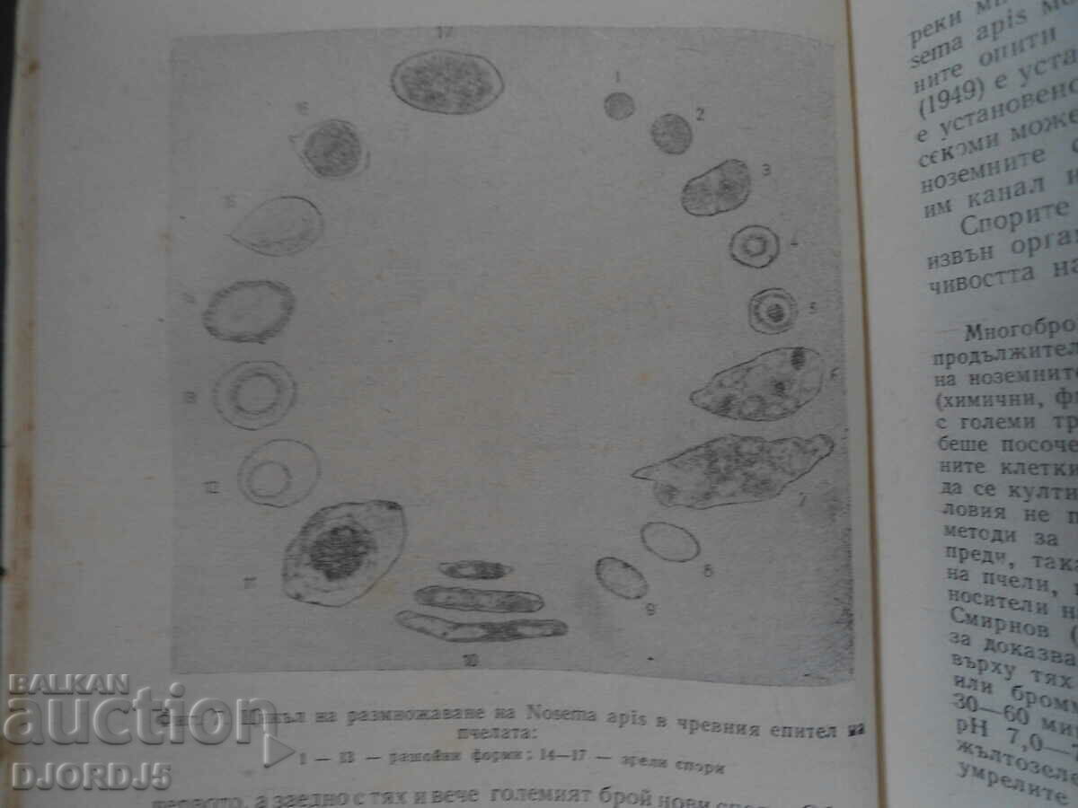 Noseteosis on bees and the fight against it with price 5.00 BGN | € 2.56 Noseteosis on bees and the fight against it with price 5.00 BGN | € 2.56