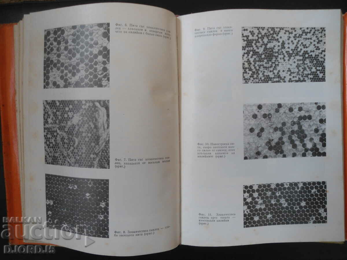 Livrarea Bolile albinelor, prof. dr. Alfred Borchert Livrarea Bolile albinelor, prof. dr. Alfred Borchert