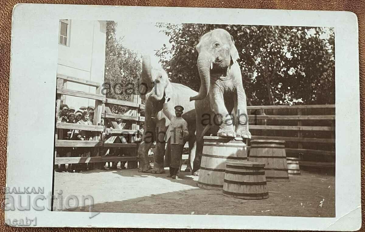 Nal and Damayanti Ferdinand's elephants with price 99.99 BGN | € 51.12 Nal and Damayanti Ferdinand's elephants with price 99.99 BGN | € 51.12