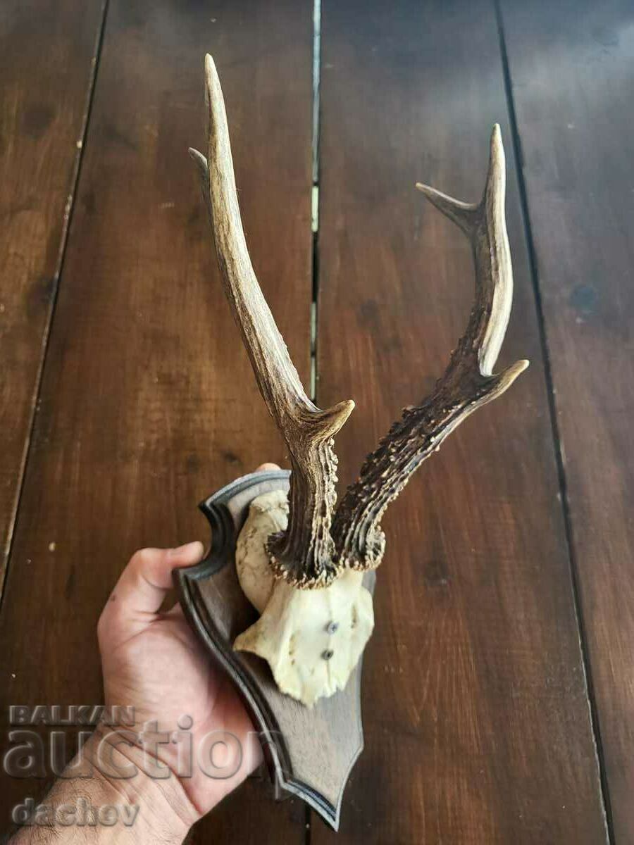 TROFEU COARNI VECHI TAVERNĂ DE ACOPERȘ CĂRCUMĂ SCULTURĂ ÎN LEMN cu preț € 40.00 | 78.23 BGN