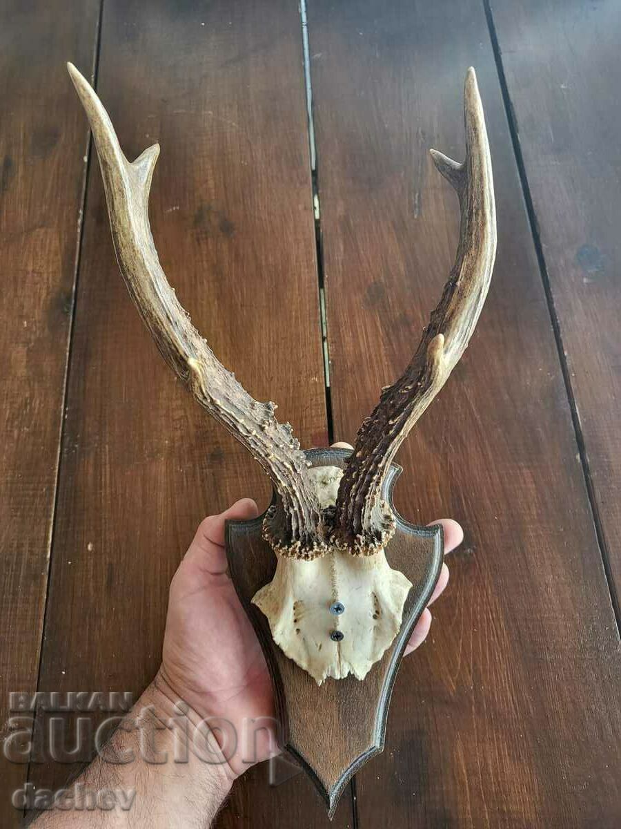 Auction OLD HORNS TROPHY ROOF TAVERN WOOD CARVING Tavern Auction OLD HORNS TROPHY ROOF TAVERN WOOD CARVING Tavern