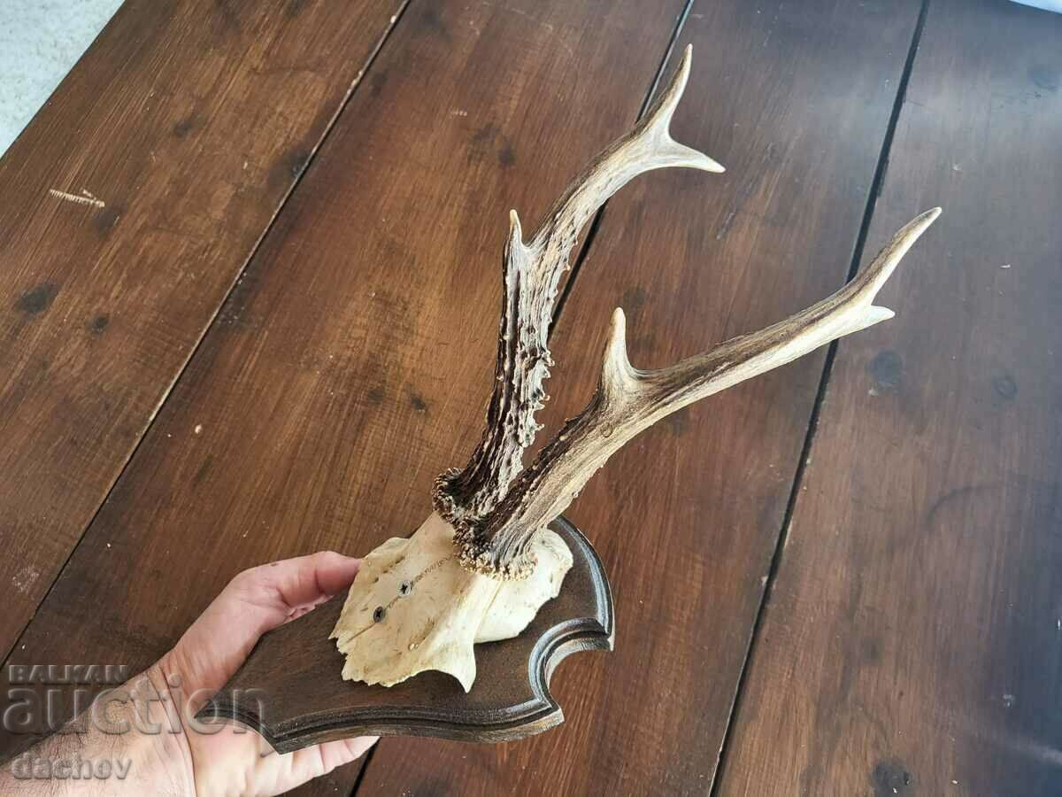 TROFEU COARNI VECHI TAVERNĂ DE ACOPERȘ CĂRCUMĂ SCULTURĂ ÎN LEMN - 5