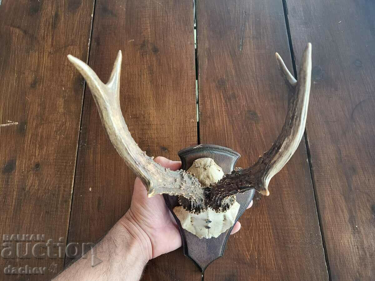 TROFEU COARNI VECHI TAVERNĂ DE ACOPERȘ CĂRCUMĂ SCULTURĂ ÎN LEMN - 6