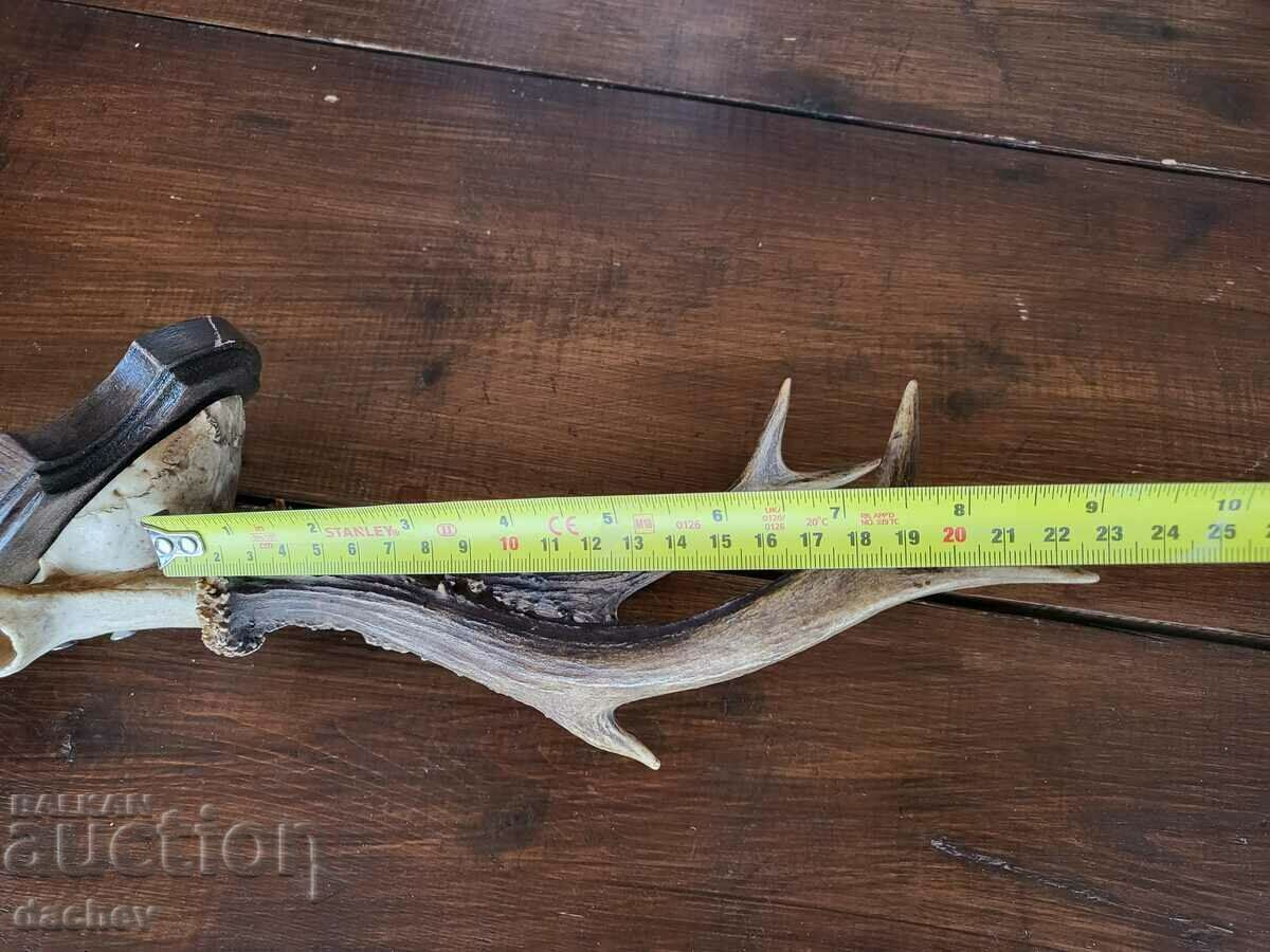 TROFEU COARNI VECHI TAVERNĂ DE ACOPERȘ CĂRCUMĂ SCULTURĂ ÎN LEMN - 7