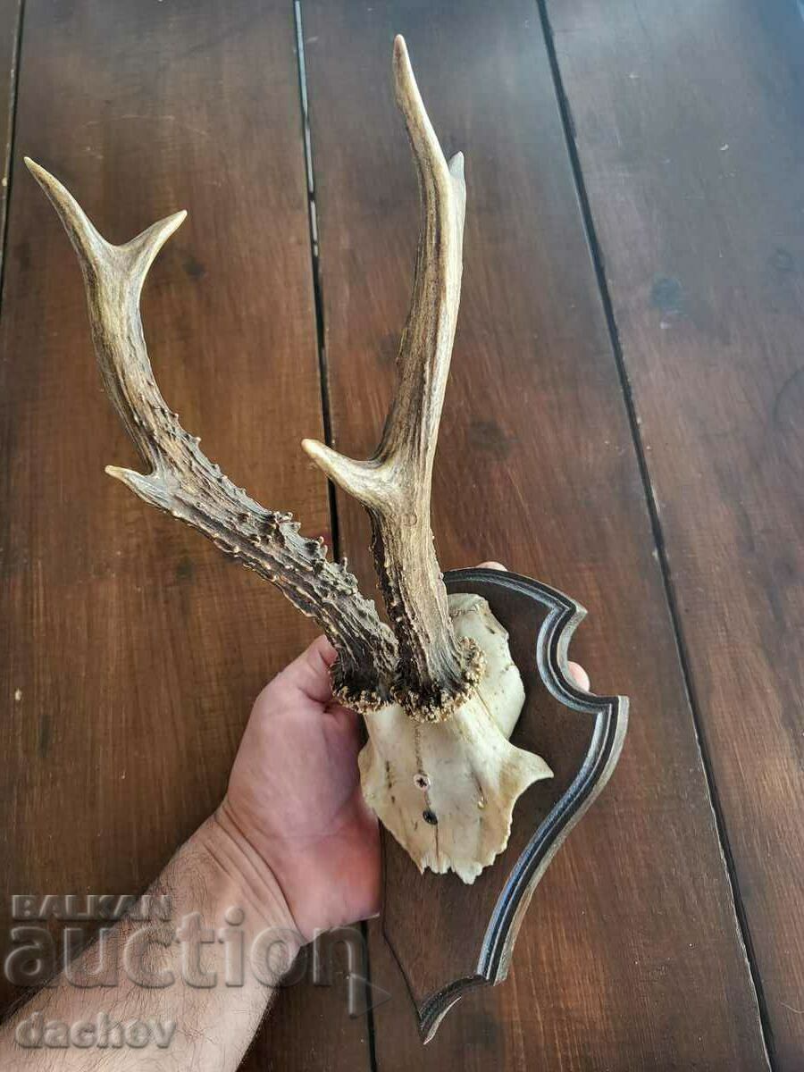 TROFEU COARNI VECHI TAVERNĂ DE ACOPERȘ CĂRCUMĂ SCULTURĂ ÎN LEMN